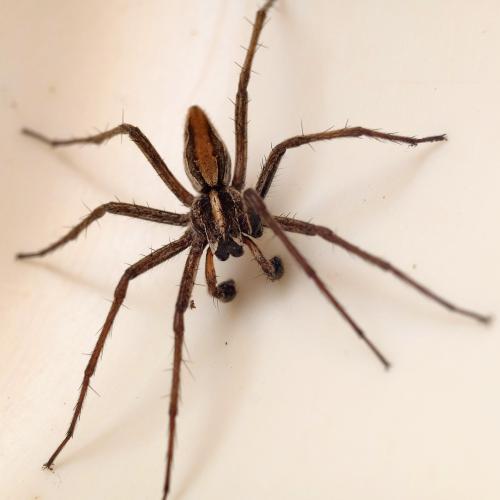 Réf. 304 336 : Pisaura mirabilis